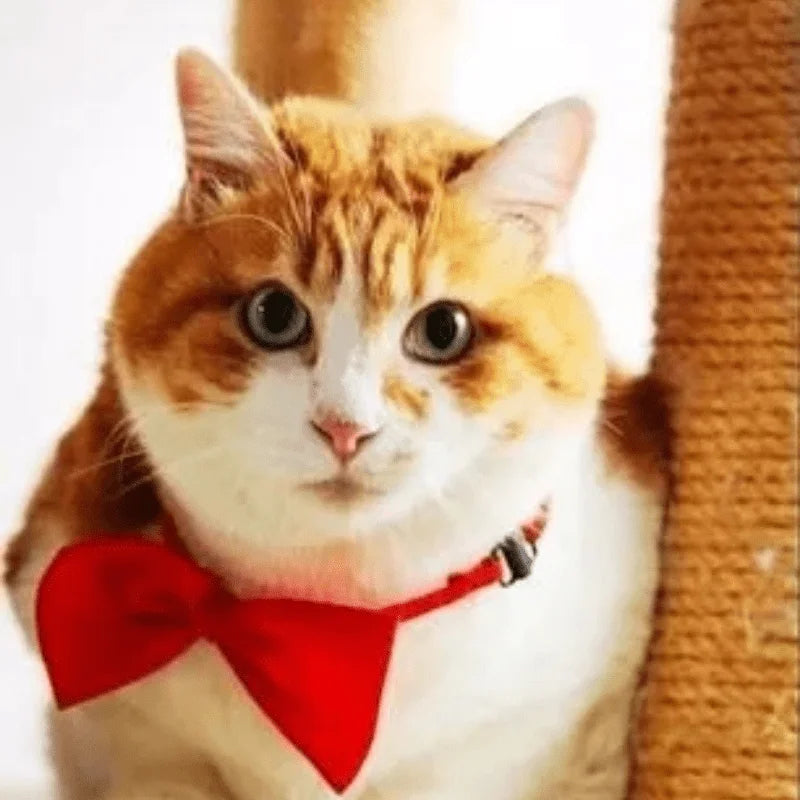 Adjustable Bow Tie Collar