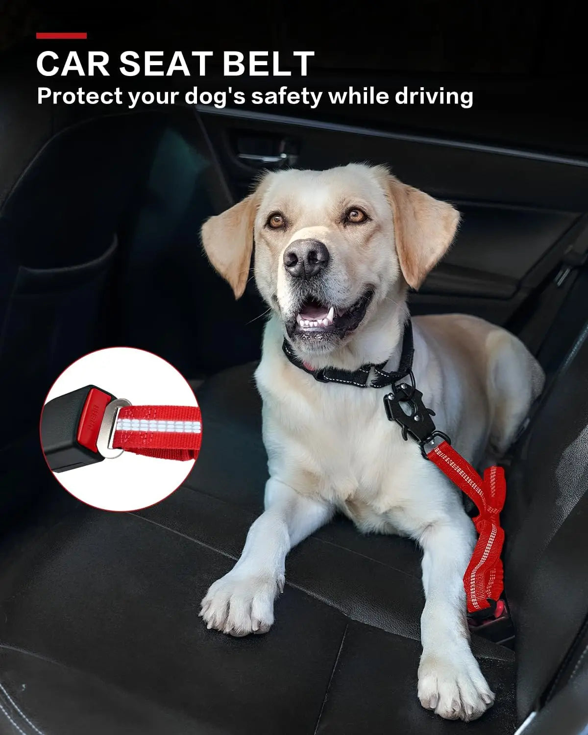 Shock-Absorbing Bungee Leash