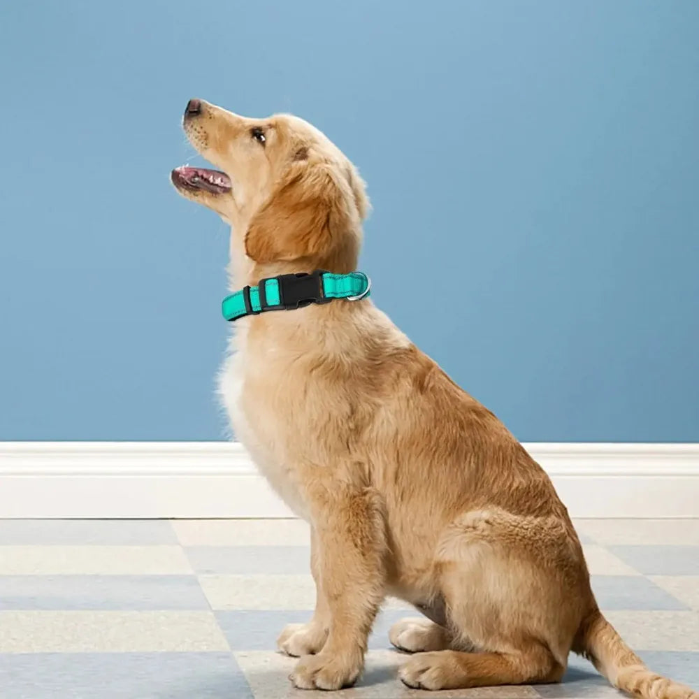 Neoprene Padded Nylon Dog Collar