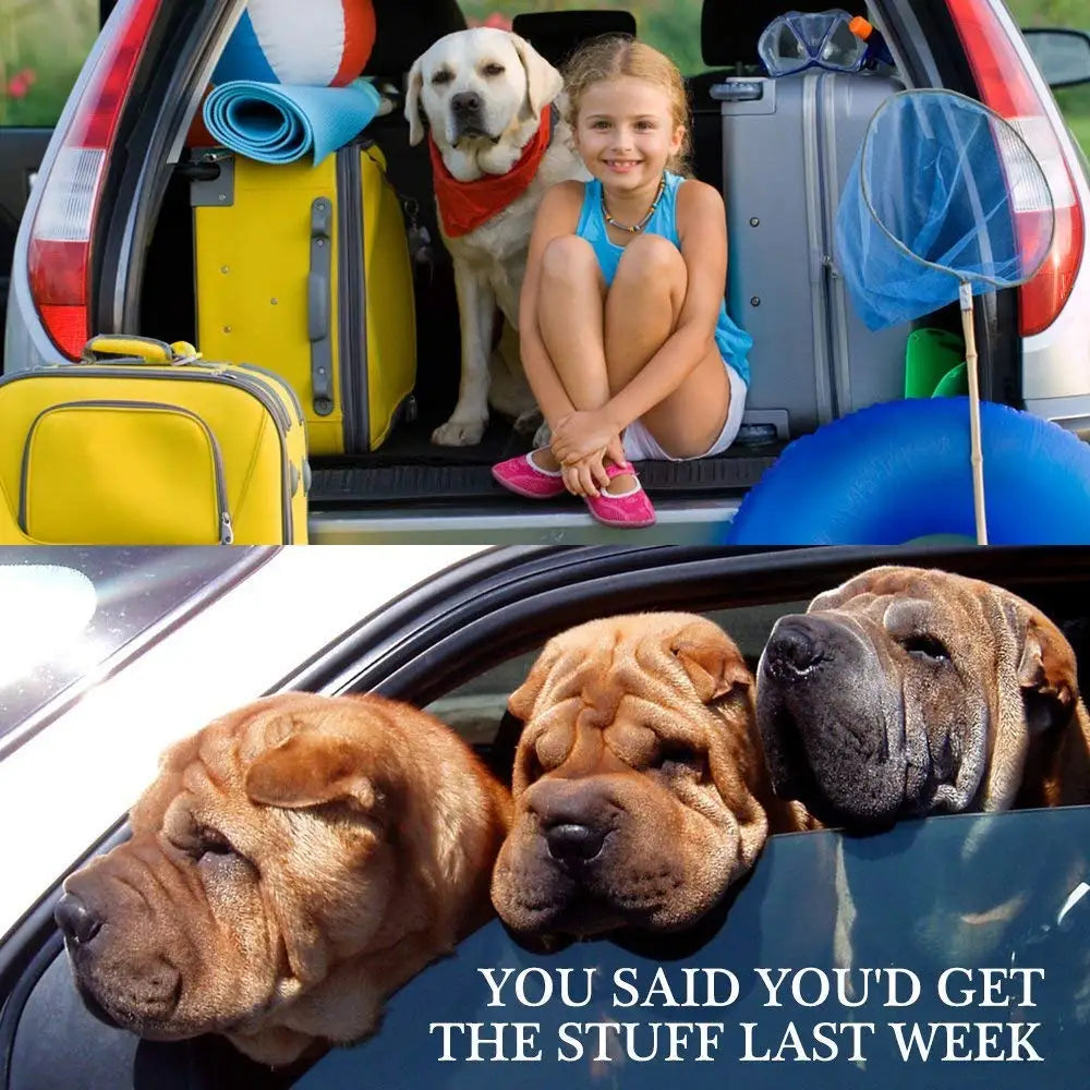 Car Seat Belt Leash